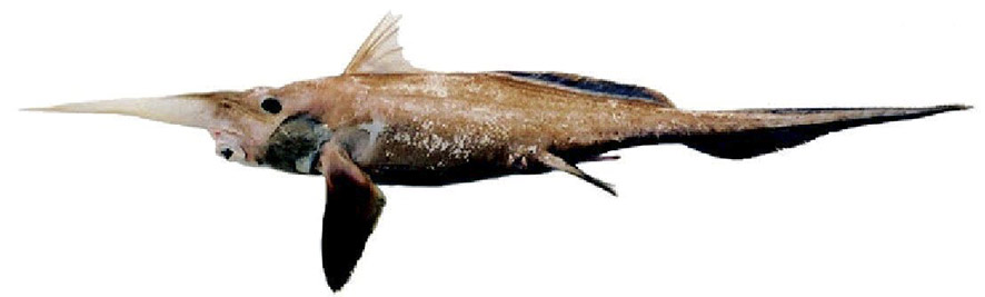 Rhinochimaera atlántica_04.jpg